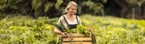 A woman is carrying a crate of freshly harvested vegetables through a field