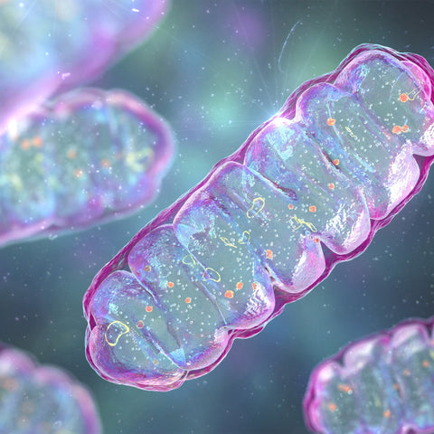 TISSO-Fachkongress “Update Mitochondrienmedizin”
