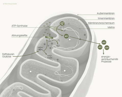 Schematic diagram of a mitochondrion with an outer membrane, inner membrane, intermembrane space, and matrix: Fatty acids and glucose are converted into NADH and FADH₂, the respiratory chain pumps protons into the intermembrane space, and ATP synthase uses ADP and phosphate to produce ATP for energy-consuming processes