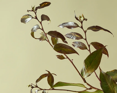 A branch with leaves against a light green background