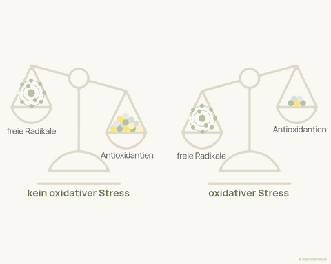 Image showing two scales: If the antioxidants outweigh the free radicals, no oxidative stress occurs; if the free radicals outweigh the antioxidants, oxidative stress occurs.