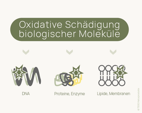 Graphic “Oxidative Damage to Biological Molecules”: DNA, proteins, and enzymes, as well as lipids and membranes, are affected