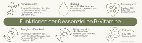 Infographic “Functions of the 8 Essential B Vitamins”: Nervous system and energy metabolism – B1, B2, B3, B5, B6, B7, and B12; Red blood cell formation – B2, B6, and B12; Immune system and homocysteine metabolism – B6, B9 (folate), and B12; Cell division – B9 and B12