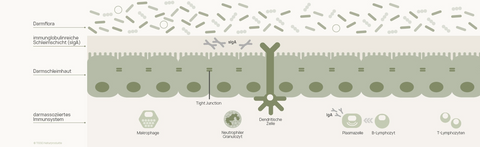 Diagram of the intestinal barrier: at the top, the gut microbiota; below that, the immunoglobulin-rich mucus layer (sIgA); the intestinal mucosa with tight junctions; and below that, the gut-associated immune system with macrophages, neutrophils, dendritic cells, plasma cells, B lymphocytes, and T lymphocytes