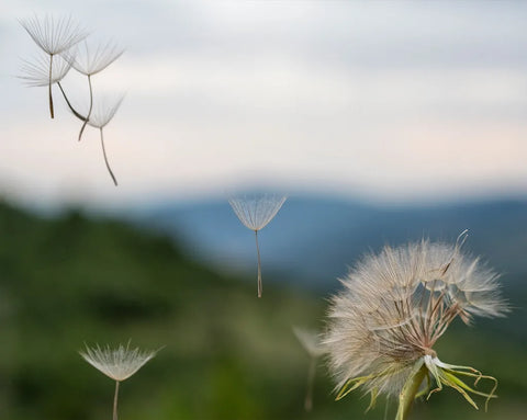 Löwenzahnsamen, die vom Wind über eine Landschaft getragen werden – Sinnbild für natürliche Reinigung und Leichtigkeit.