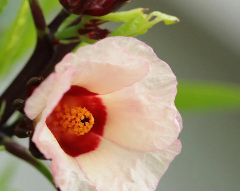 Blüte der afrikanischen Malve (Hibiskus sabdariffa) – senkt erhöhten Blutdruck auf natürliche Weise