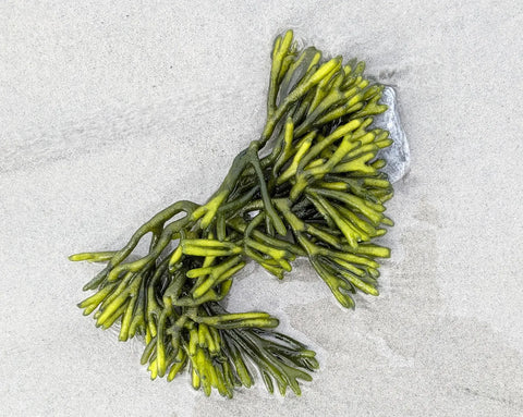 Bild von Algen am Meer