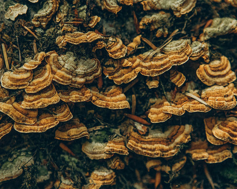 Bild von Ling Zhi als Zutat von Pro Phytobiose