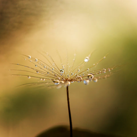 Nahaufnahme eines einzelnen Pusteblumen-Samenschirms mit feinen Wassertropfen vor einem weichen, gold-grünen Hintergrund
