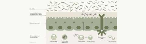 Schaubild vom Aufbau der Darmbarriere mit ihren vier Schichten: Darmflora, immunglobulinreiche Schleimschicht (sIgA), Darmschleimhaut und darmassoziiertes Immunsystem mit Makrophagen, neutrophilen Granulozyten, Plasmazellen, B- und T-Lymphozyten sowie dendritischen Zellen
