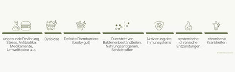 Schaubild der Wirkkette: ungesunde Ernährung, Stress, Antibiotika, Medikamente und Umwelttoxine führen über eine Dysbiose zu einer defekten Darmbarriere (Leaky Gut). Bakterienbestandteile, Nahrungsantigene und Schadstoffe treten durch, aktivieren das Immunsystem, erzeugen systemische chronische Entzündungen und schließlich chronische Krankheiten.
