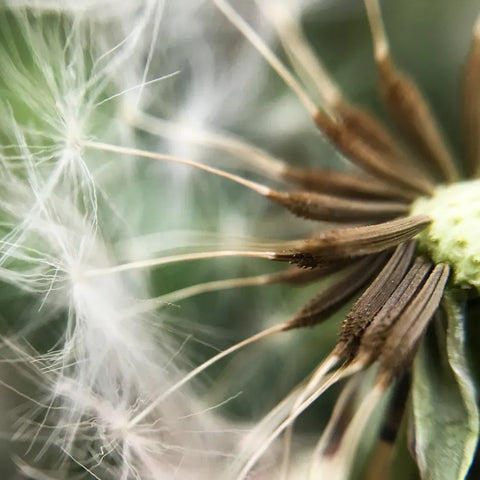 Close-up of a dandelion with delicate seed heads