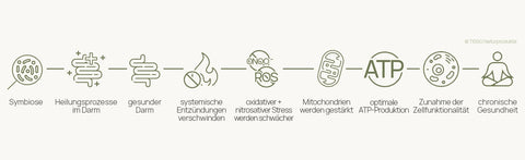 Diagram of the treatment pathway: From symbiosis through healing processes in the gut to a healthy gut—systemic inflammation subsides, oxidative and nitrosative stress are reduced, mitochondria are strengthened, ATP production is optimized, cell function improves, and this leads to long-term health.