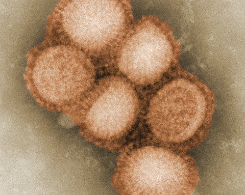 Microscopic image of round cell structures in shades of orange—illustrative image for the MitoBiom® concept